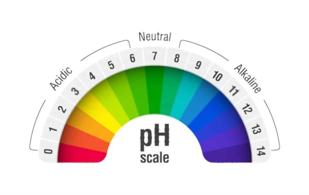 Are Bananas Acidic? Do They Assist to Scale back Acid Reflux?