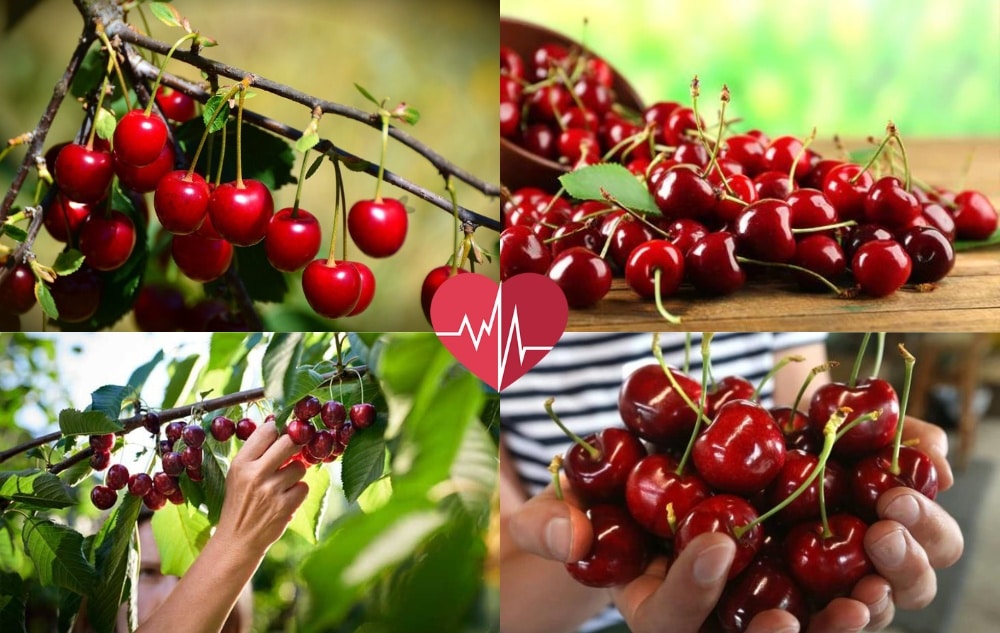 Are Cherries Wholesome – All You Have to Know