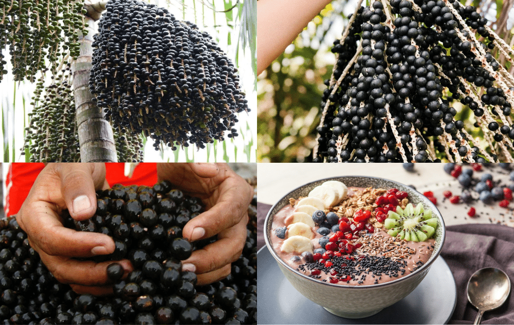 Are Acai Bowls Wholesome? – All You Must Know About Acai Bowls